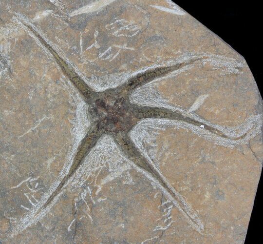 Large, Wide Ophiura Brittle Star Fossil #37040